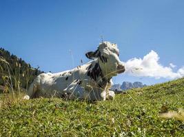 cow portrait close up looking at you in dolomites photo