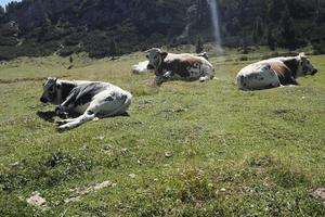 cow portrait close up looking at you in dolomites photo