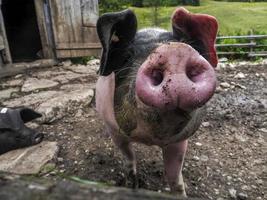 pink and black pig close up photo