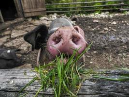 Cerdo rosa y negro de cerca foto