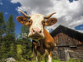 retrato de vaca de cerca mirándote en dolomitas foto