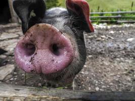 pink and black pig close up photo