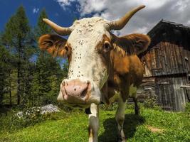 retrato de vaca de cerca mirándote en dolomitas cubierto por moscas foto