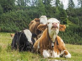 retrato de vaca de cerca mirándote en dolomitas foto