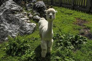 adorable retrato esponjoso de alpaca mirándote foto