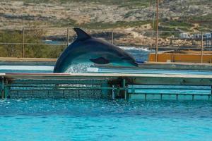 a dolphin in dolphinarium jumping photo