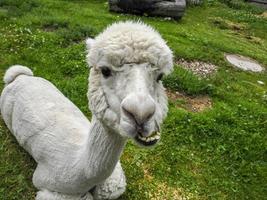 alpaca adorable fluffy portrait looking at you photo