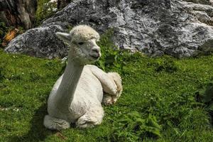 adorable retrato esponjoso de alpaca mirándote foto