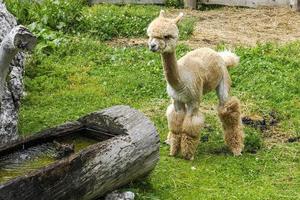 alpaca adorable fluffy portrait looking at you photo