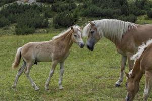 horses on grass in dolomites mountains background photo