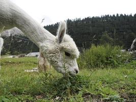 adorable retrato esponjoso de alpaca mirándote foto