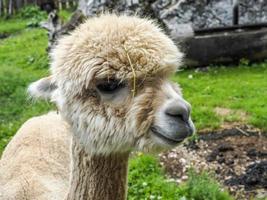 alpaca adorable fluffy portrait looking at you photo