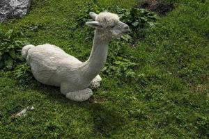 alpaca adorable fluffy portrait relaxing on grass photo