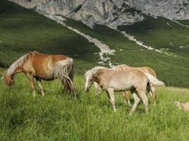 horses on grass in dolomites mountains background photo