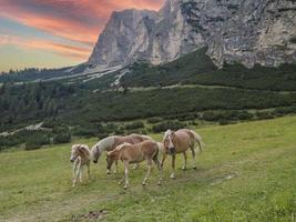 horses on grass in dolomites mountains background photo