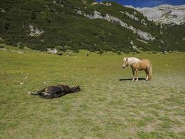 horses relaxing on grass in dolomites mountains background photo