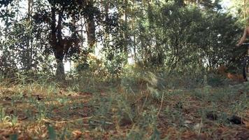 funny young woman driving a Bicycle in the pine wood video