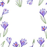 Crocus spring flowers pattern frame watercolor hand drawn for napkins and decor vector