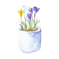 Watercolor spring colorful crocus flowers in the flowerpot isolated clipart vector