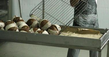 panadero sacando el pan de masa fermentada recién horneado del horno tradicional. - tiro medio video