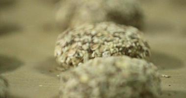 Racking Focus Of Hamburger Bread Dough Loaded With Seeds On A Baking Tray video