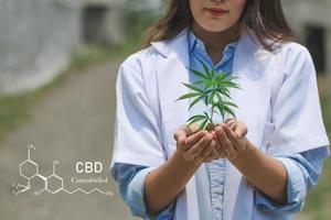 Researcher hand holding a marijuana plant. Concept farm marijuana plantation. CBD hemp oil. photo