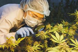 una científica que usa lupa para controlar sus plantas de cannabis, hojas y flores en el campo, concepto de medicina herbaria, investigación de cannabis, aceite de cáñamo cbd. foto