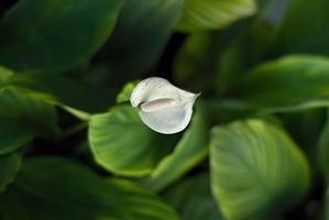 white spathiphyllum houseplant in blossom with selective focus photo