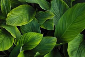 closeup nature view of green leaf and various background. Flat lay, dark nature concept, tropical leaf photo