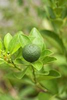 una saludable planta de lima tropical calamansi o calamondin que crece fresca al aire libre foto