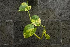 vista de primer plano de la naturaleza de la hoja verde y varios antecedentes. endecha plana, concepto de naturaleza oscura, hoja tropical foto