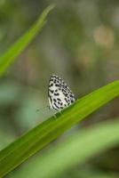 mariposa blanca sentada de perfil en una hoja verde foto