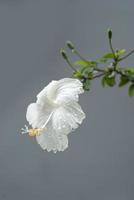 Single pure white flower of white hibiscus on green background photo