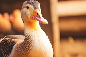 Close up shot of a duck perched on lush green grass with a shallow depth of field. photo