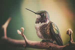 toma íntima de un colibrí posado en una rama de árbol, el fondo oscuro pone el foco en el pájaro. foto