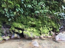 Nature background photo of waterfall river moss and leaves