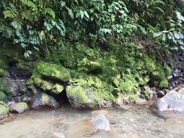 Nature background photo of waterfall river moss and leaves