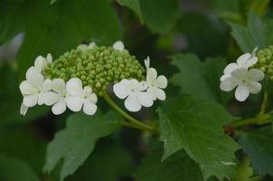the hydrangea plant begins to bloom in the garden. Garden decoration with flowers photo