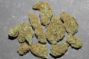 cogollos de marihuana médica primer plano fondo cannabis sativa super lemon haze impresiones de gran tamaño de alta calidad foto