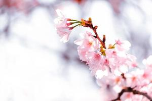 enfoque suave de hermosa flor de cerezo con desvanecimiento en flor de sakura rosa pastel, plena floración una temporada de primavera en Japón foto