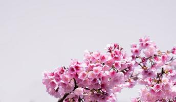 enfoque suave hermosas flores de cerezo rosa sakura con refrescante en la mañana en japón foto