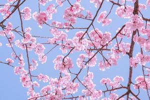 Beautiful pink cherry blossoms Sakura with refreshing in the morning on blue sky background in japan photo