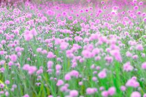 Blurred,Pink wild flower fields.Beautiful growing and blooming in the nature photo