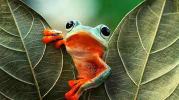 Flying Frog Looking Around On Leaves Flying Frog Looking Around On Leaves