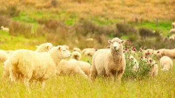 rebaño de ovejas pastando en una granja verde foto