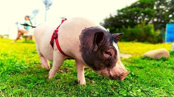 Pig On Green Grass