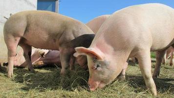 Two Pig In Farm photo