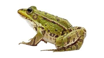 Frog In White Background 17324113 Stock Photo at Vecteezy