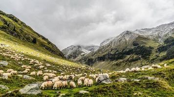rebaño de ovejas en la montaña foto