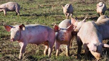 A Herd Of Pig In Farm photo